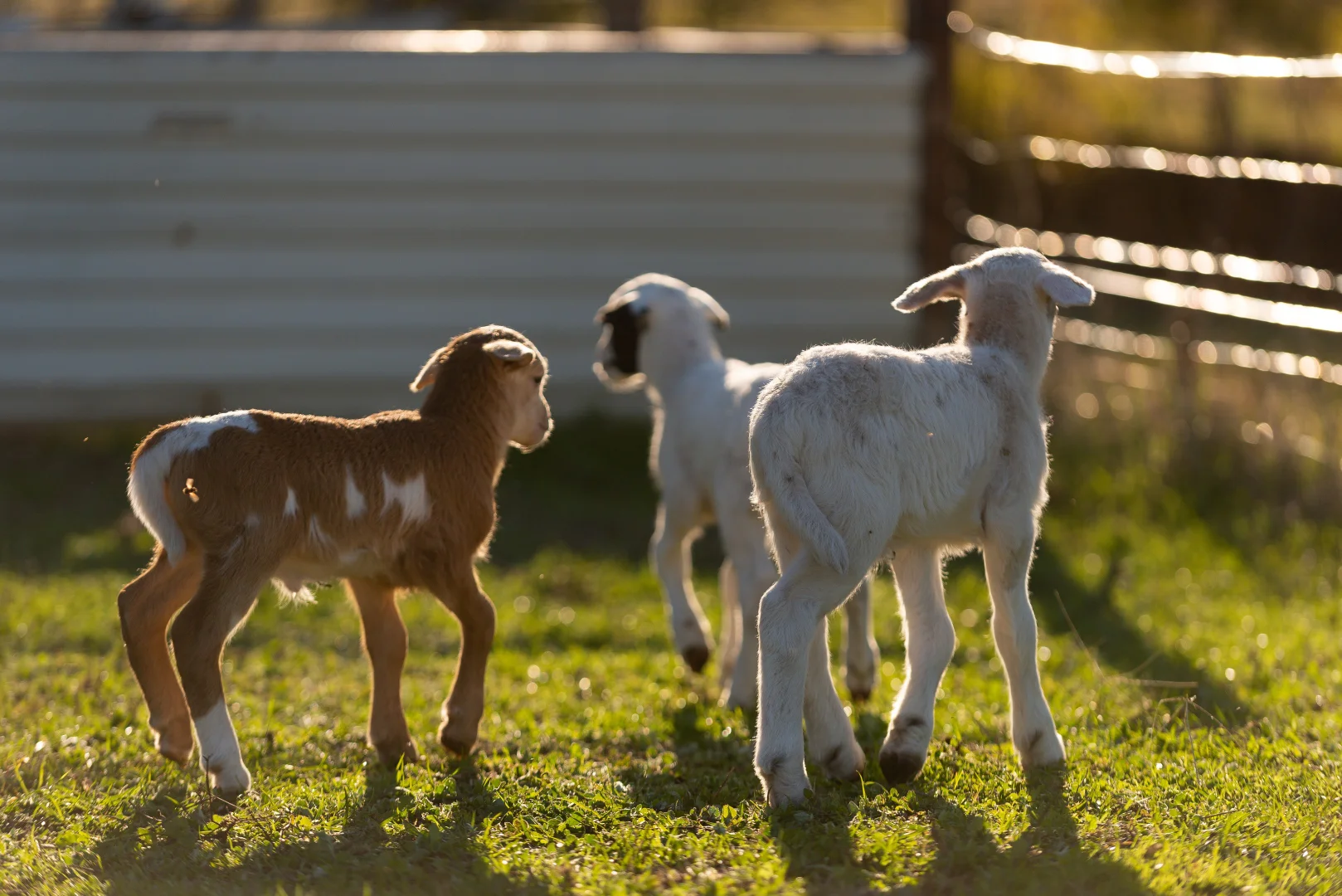 Additional image 7 of 21, 23, 25 Milne Road, The Rock NSW 2655