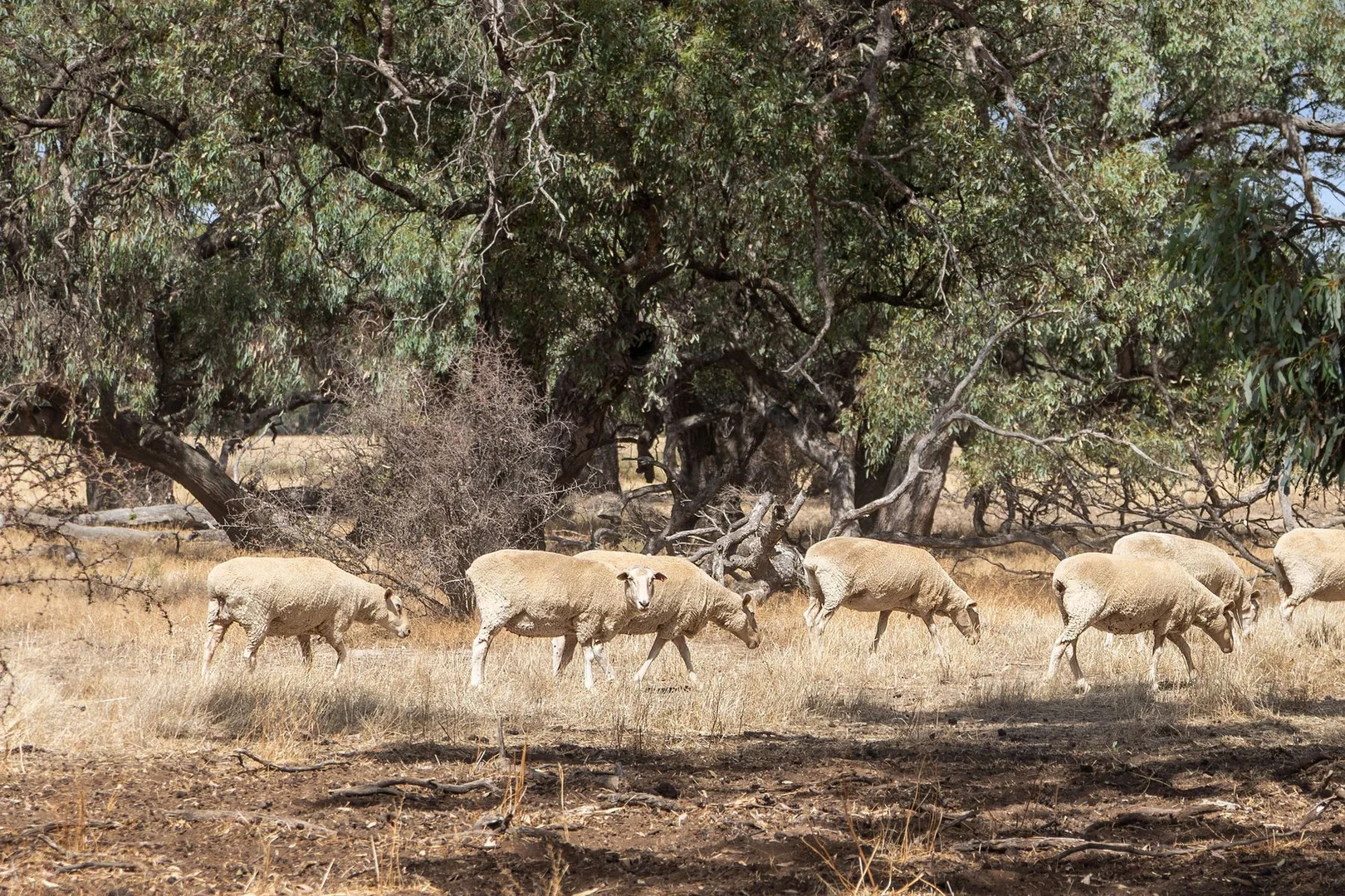 Additional image 15 of Cnr Forbes & Mitchell Roads, Mitiamo VIC 3573