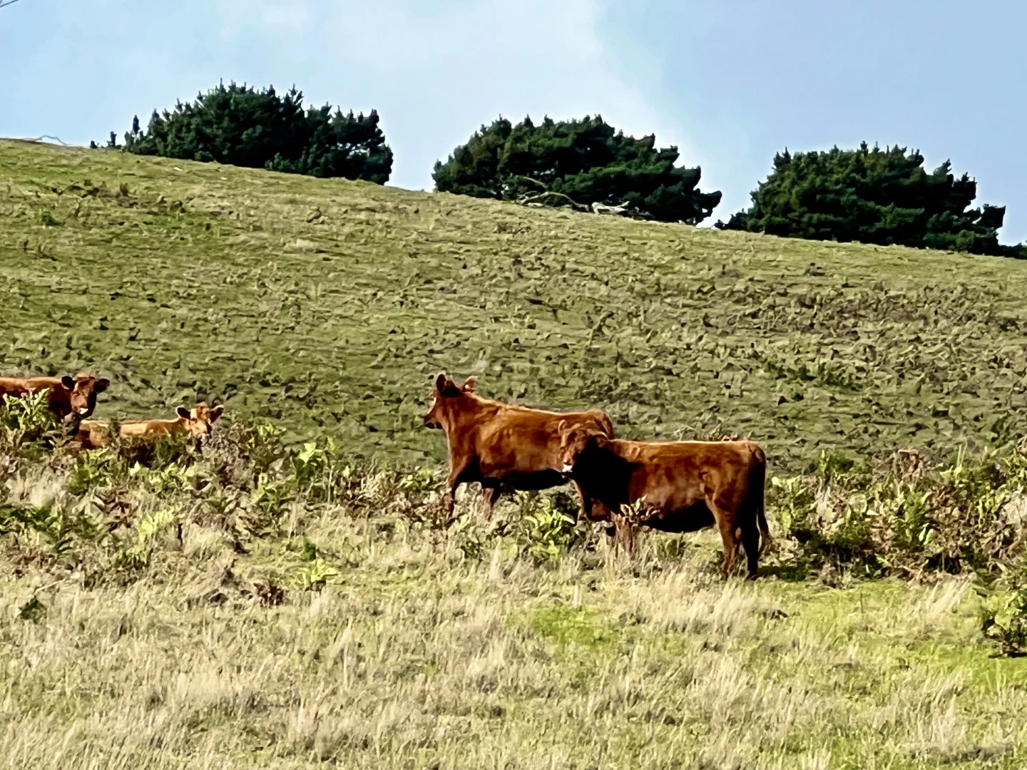 Additional image 15 of Red Gap Road/Fagans Lane, Goldie VIC 3435