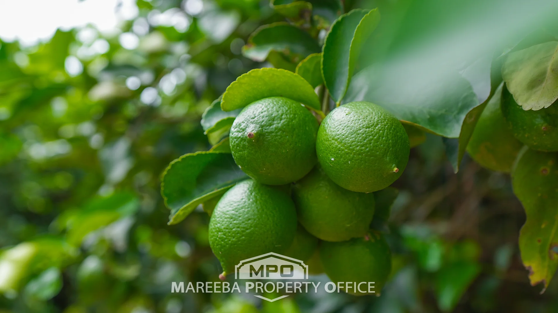 Additional image 9 of 4283 Kennedy Highway, Mareeba QLD 4880