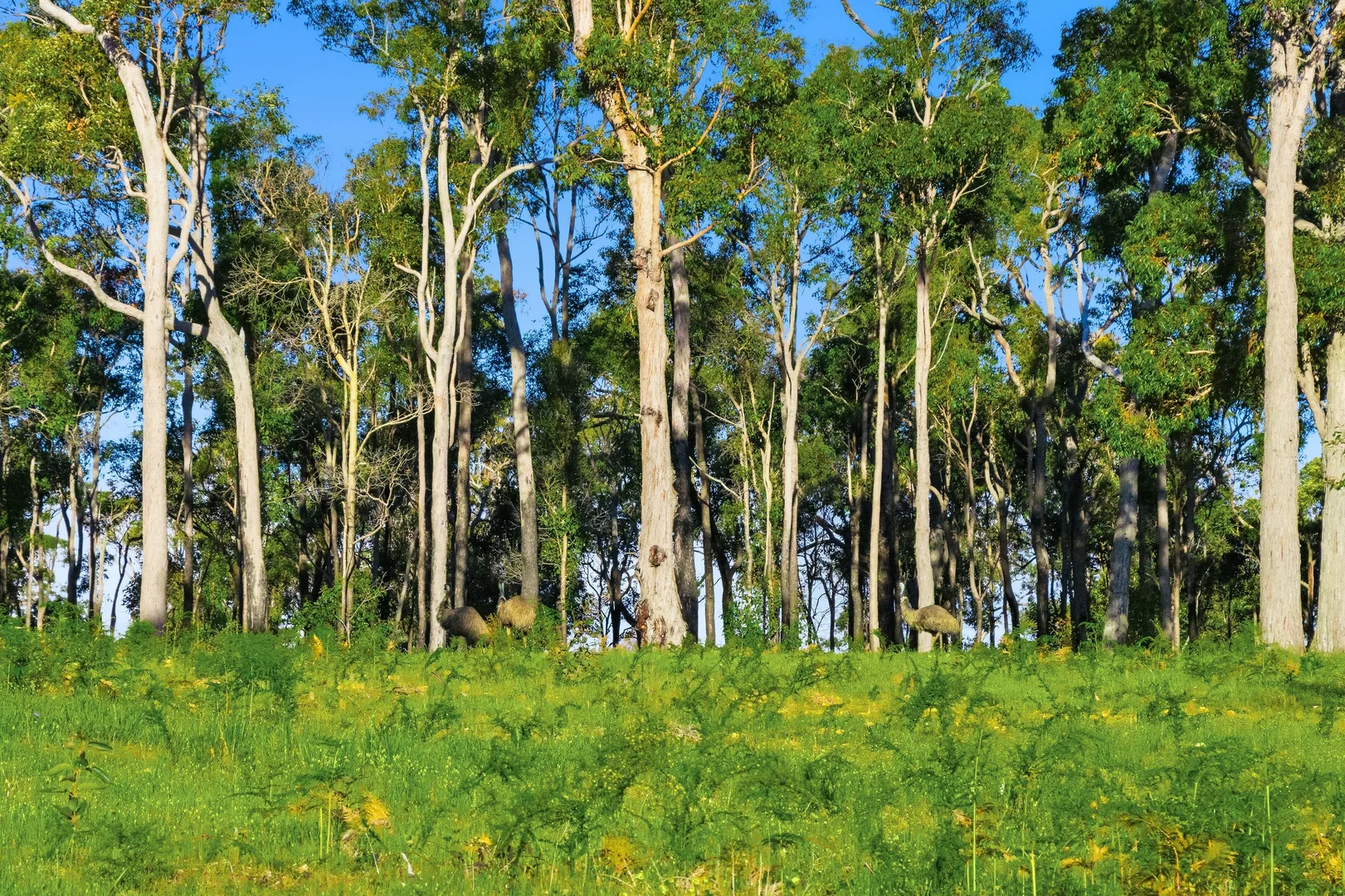 Additional image 19 of 7953 Brockman Highway, Nannup WA 6275