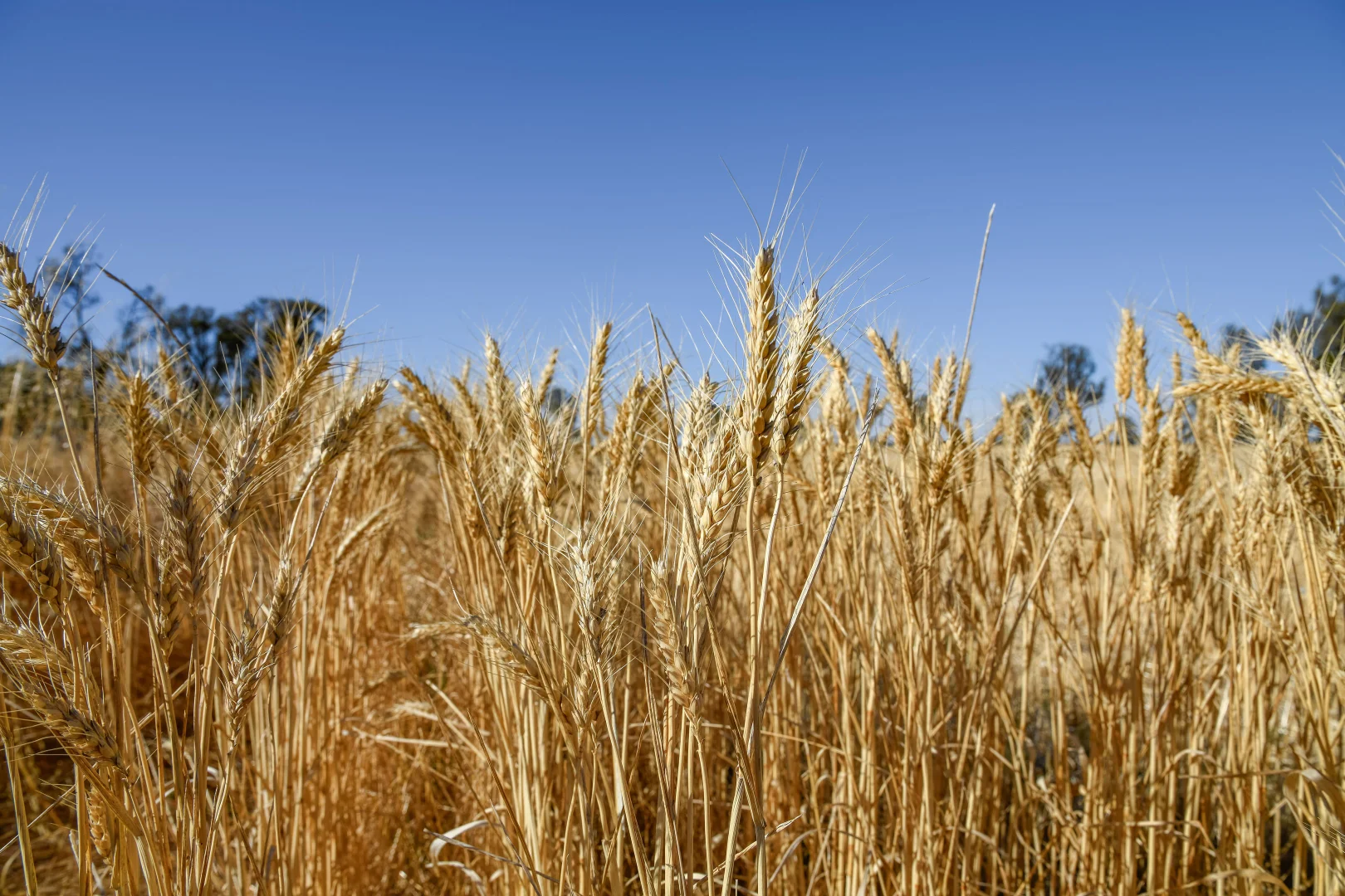 Additional image 11 of CA 37B & CA 38A Natimuk-Hamilton Road, Noradjuha VIC 3409