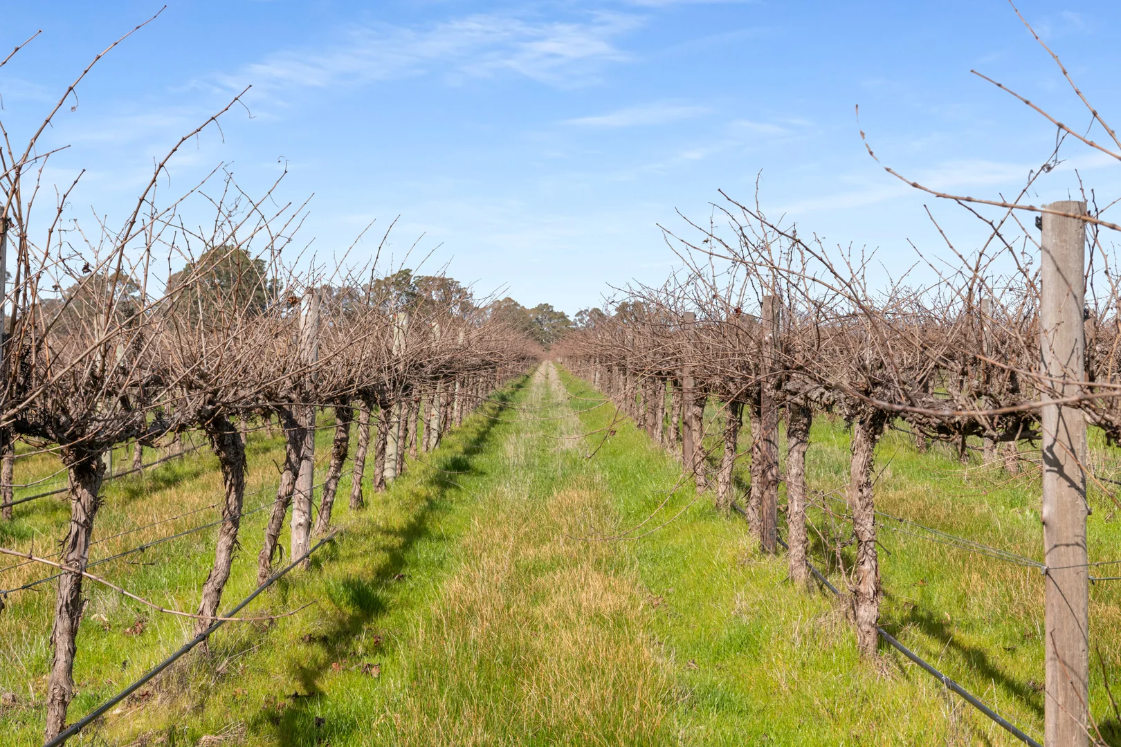 Additional image 13 of Lot 104/108 Dergholm Road, Penola SA 5277