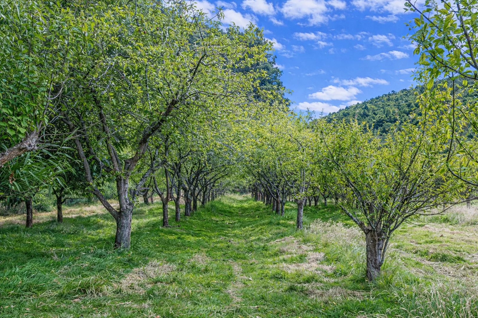 Additional image 35 of 4030 Huon Highway, Castle Forbes Bay TAS 7116