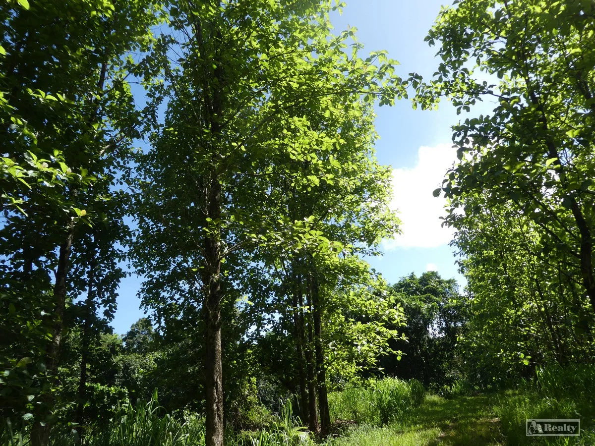 Additional image 9 of L 18 Camarlinghi Road, Daradgee QLD 4860