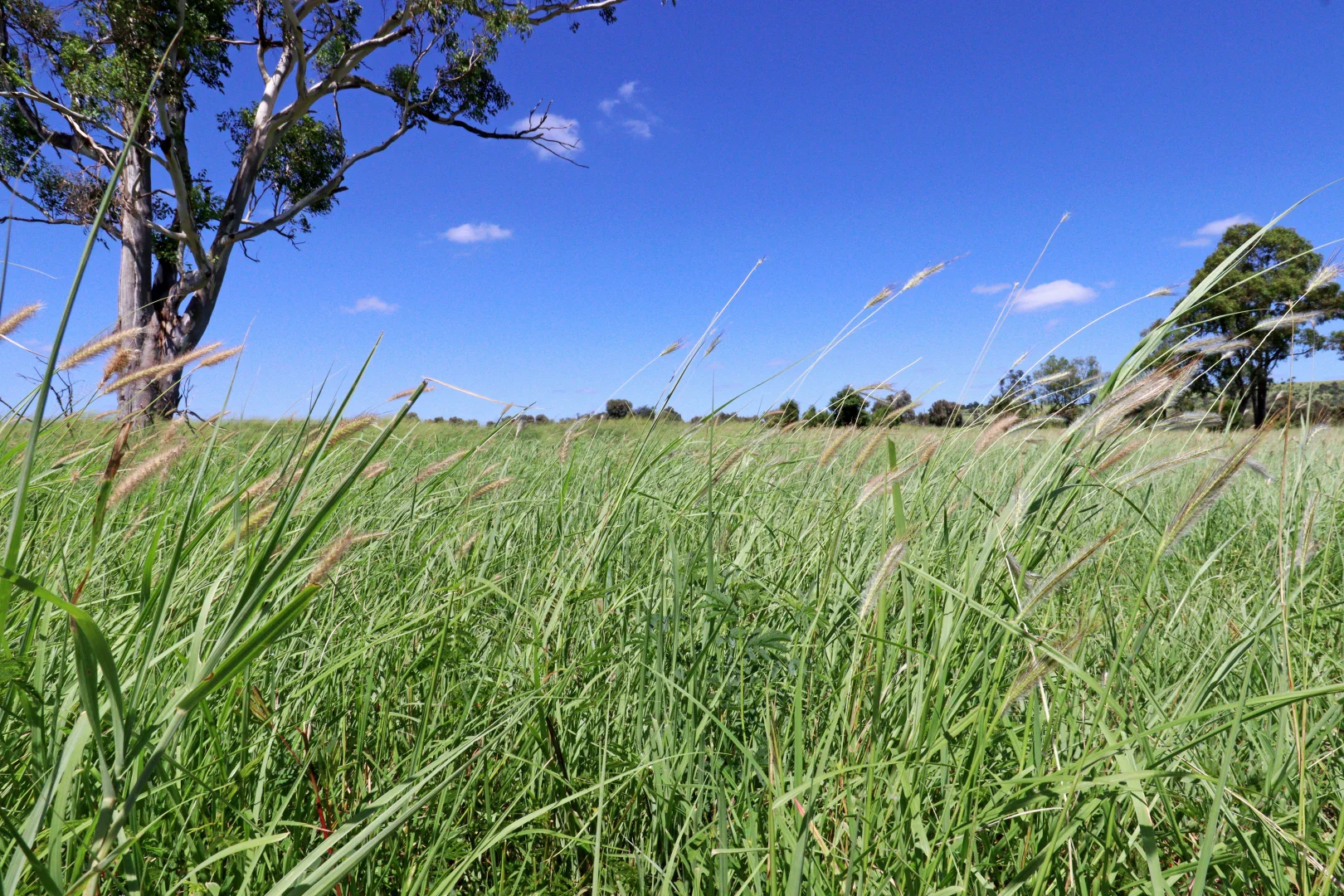 Additional image 20 of "The Farm" 1282 Semples Road, Thangool QLD 4716
