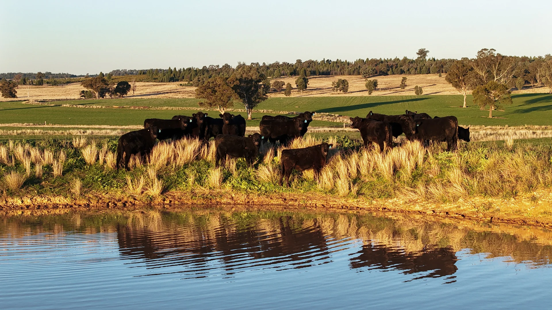 Additional image 15 of 38 Tallawonga Road, Elong Elong NSW 2831