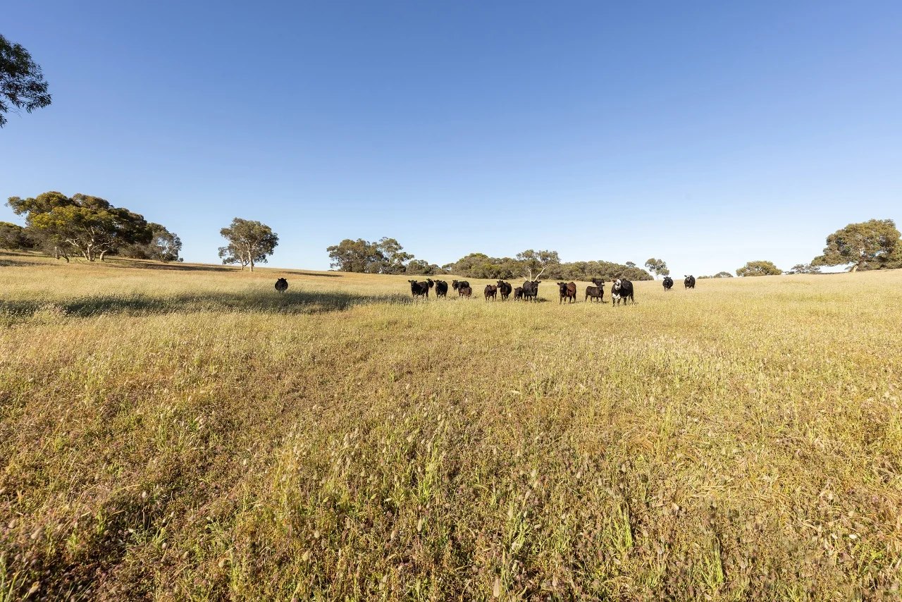 Additional image 24 of 1112 Minnie Crowe Road, Avenue Range SA 5273