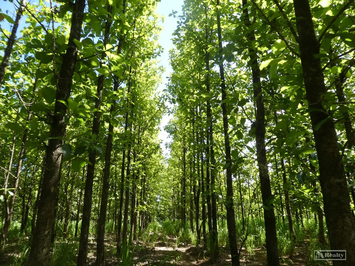 Additional image 12 of L 18 Camarlinghi Road, Daradgee QLD 4860