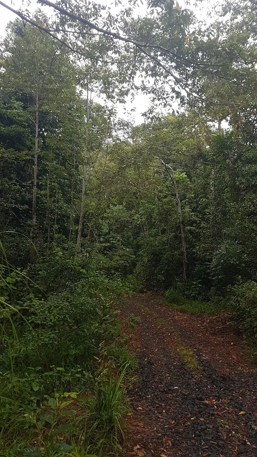 Additional image 11 of Lot 213 Kelly Road, Ellinjaa QLD 4886