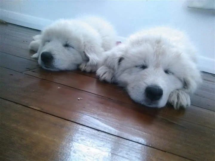 Additional image 33 of Moolboolaman QLD 4671