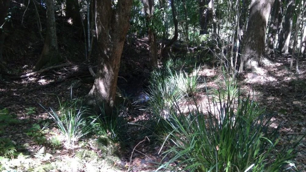 Additional image 7 of 622A Simpson Ridge Road, South Arm NSW 2449