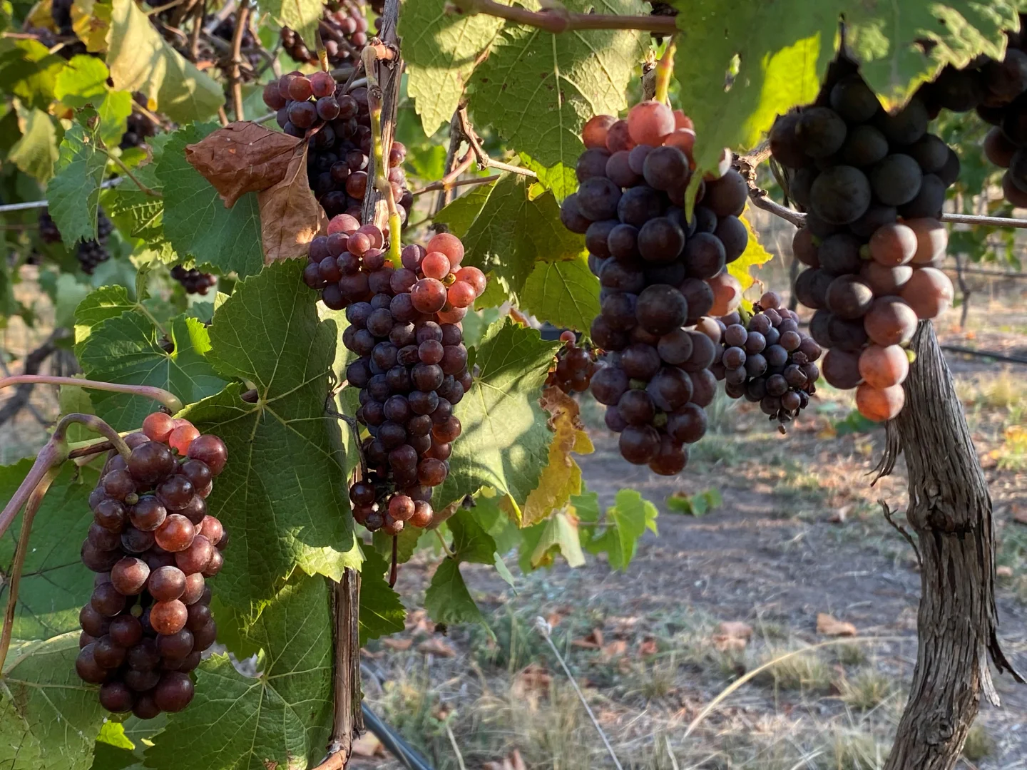 Additional image 9 of 136 Darlington-Carranballac Road, Darlington VIC 3271