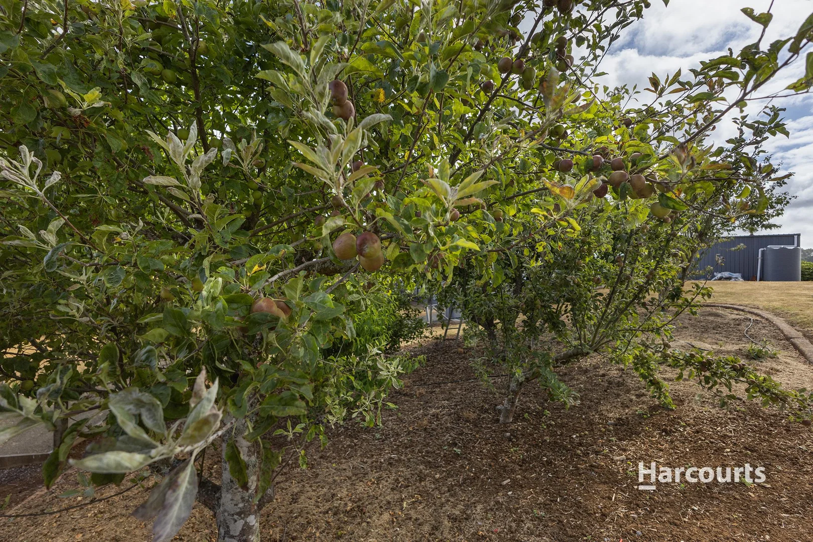 Additional image 15 of 870 Ridgley Highway, Ridgley TAS 7321