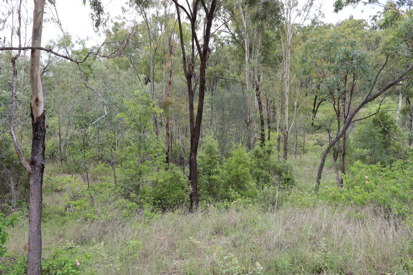 Additional image 16 of 890 Boulder Creek Rd, Boulder Creek QLD 4714