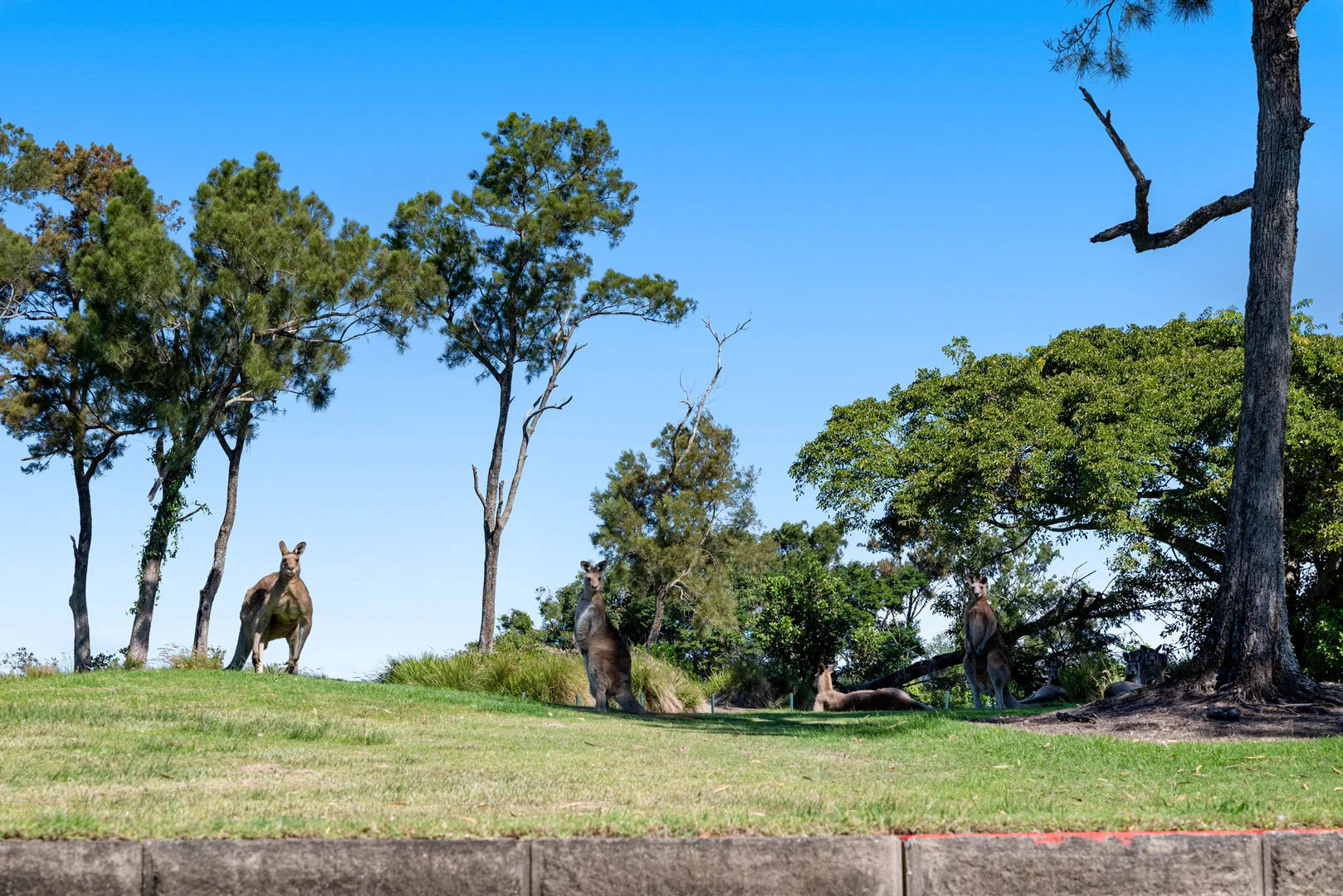 Additional image 88 of 7667 Fairway Boulevard, Hope Island QLD 4212