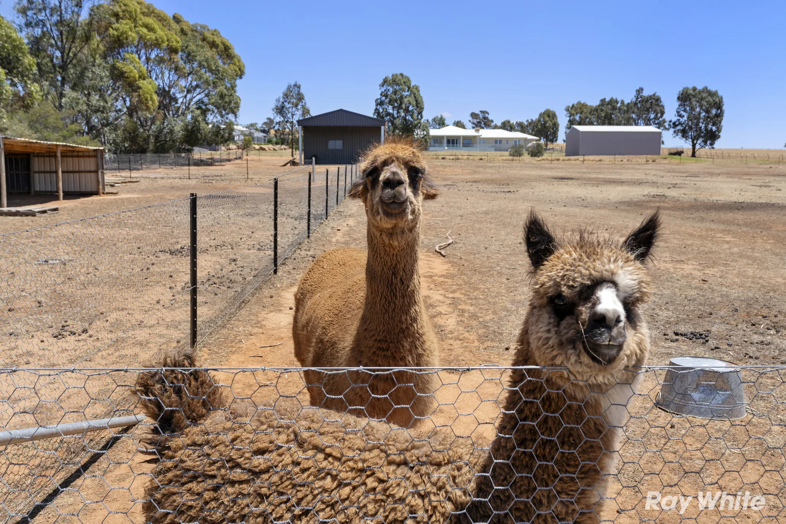 Additional image 20 of 5 Smythe Road, Junee NSW 2663