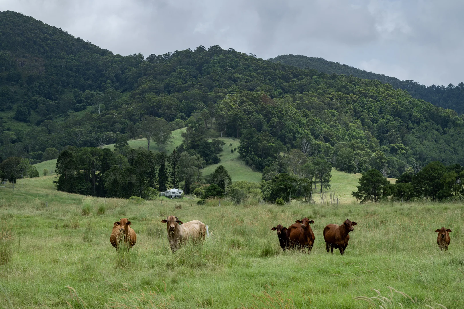 Additional image 8 of 43 Cutmore Road, Obi Obi QLD 4574