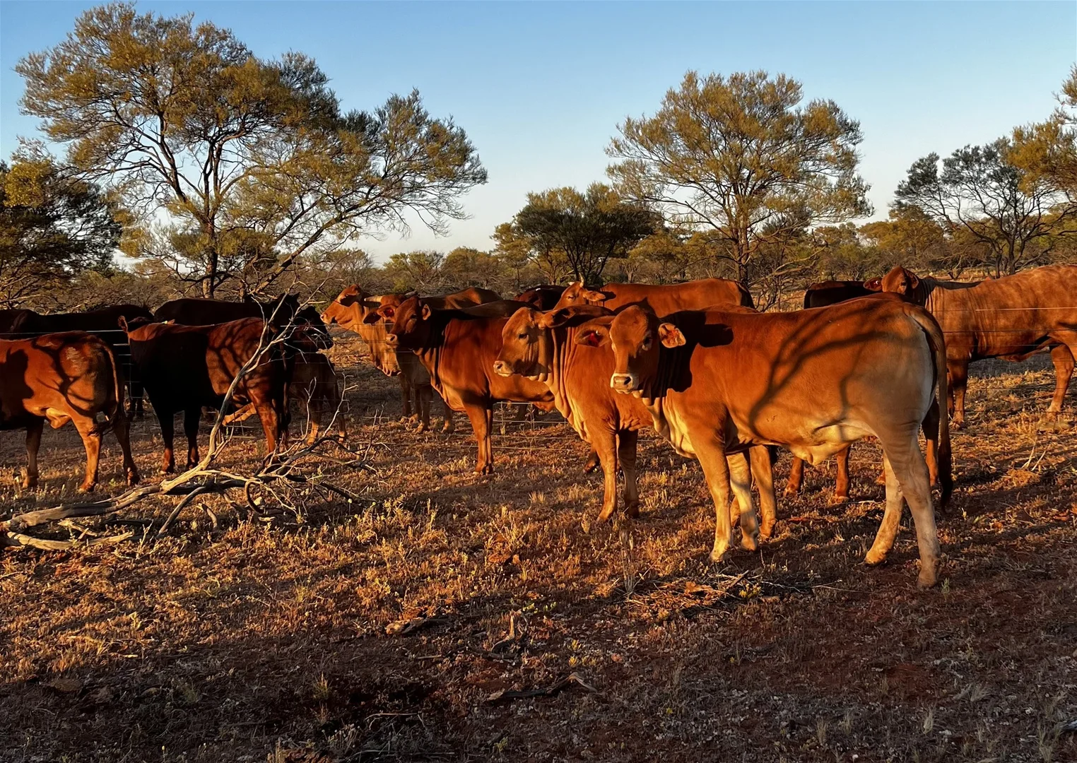 Additional image 20 of Meka Station, Yalgoo WA 6635