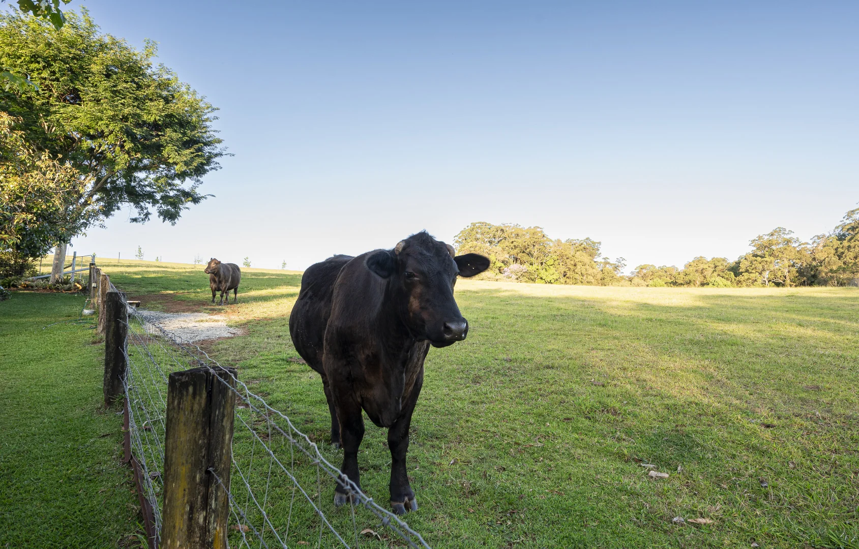 Additional image 18 of 29 Moorhouse Road, Woombye QLD 4559