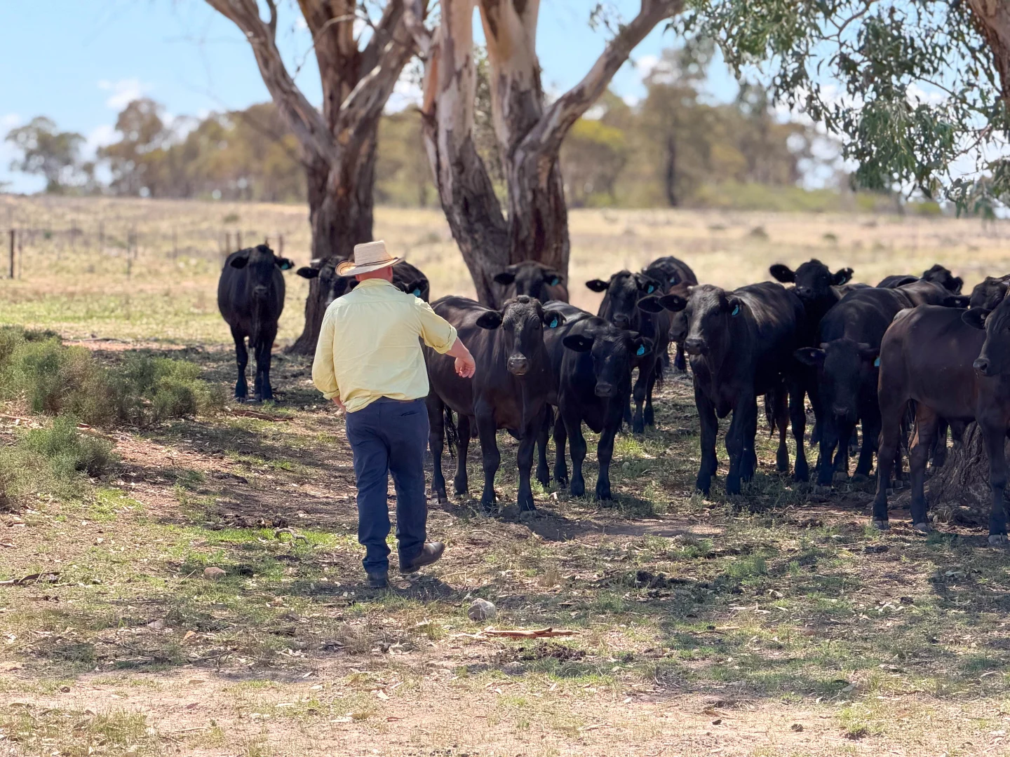 Additional image 6 of 735 Clear Ridge Road, Wyalong NSW 2671