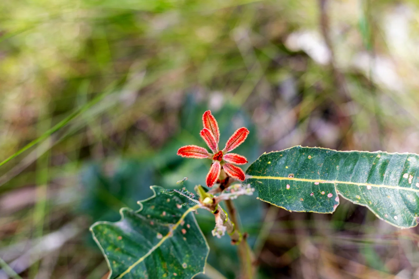 Additional image 12 of 40 Lakewood Drive, Peregian Beach QLD 4573