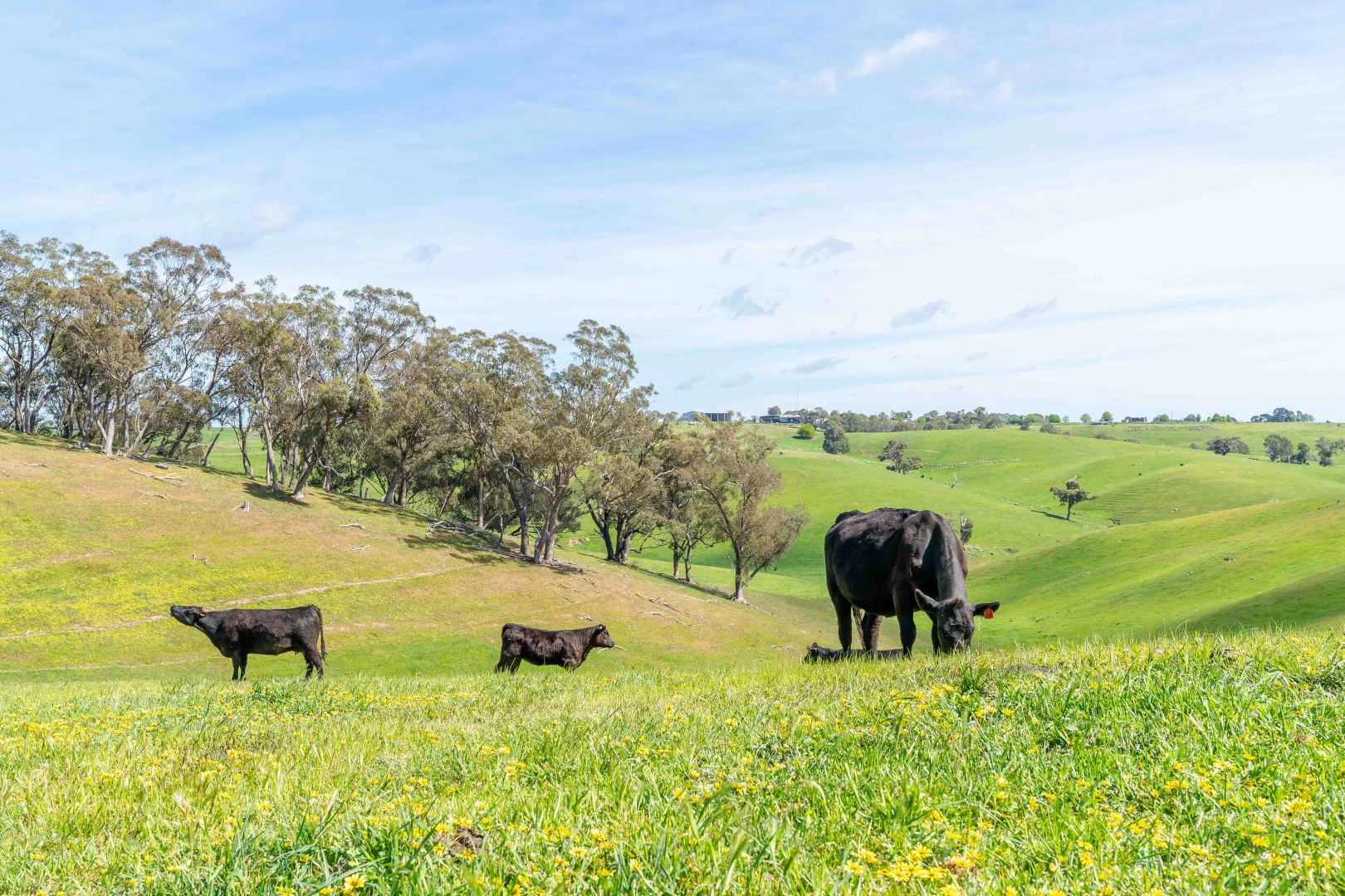 Additional image 15 of 362 Watchbox Road, Barfold VIC 3444