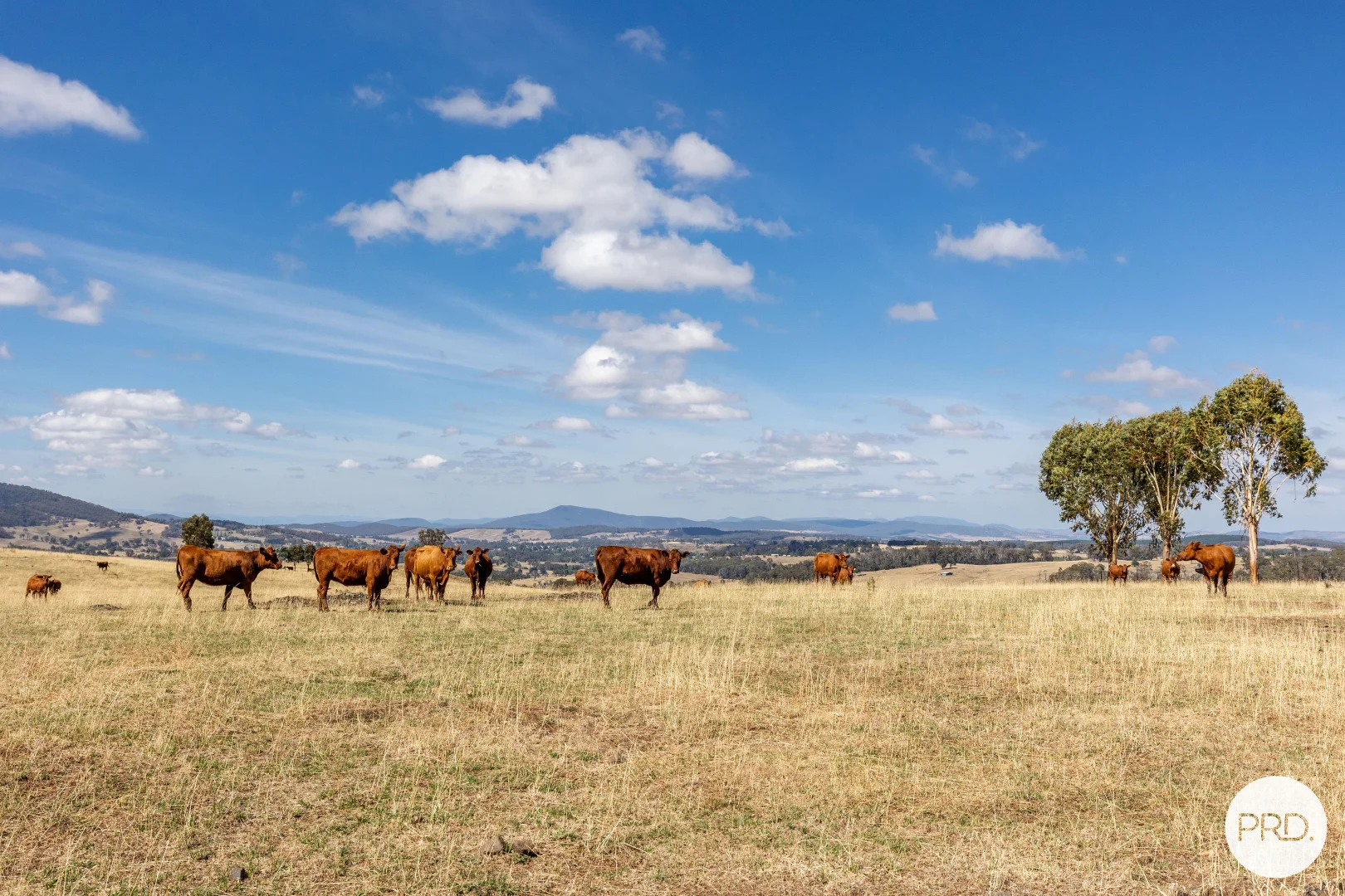 Additional image 9 of 1100 Batlow Road, Tumbarumba NSW 2653