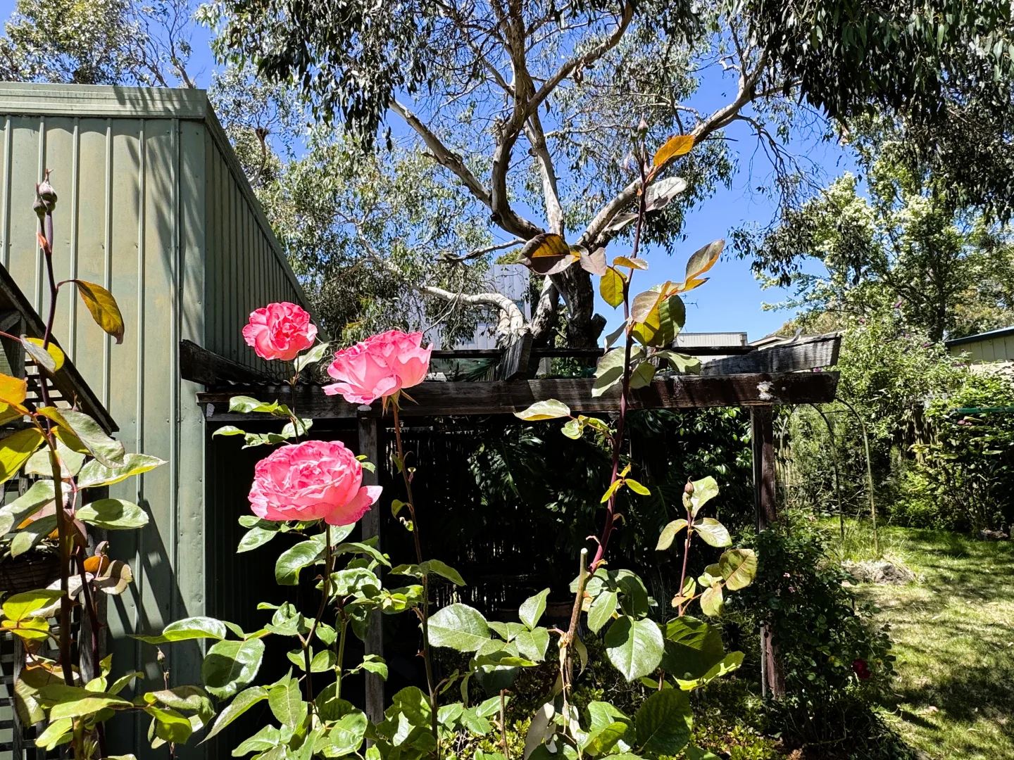 Additional image 23 of 14 McMillan Street, Anglesea VIC 3230