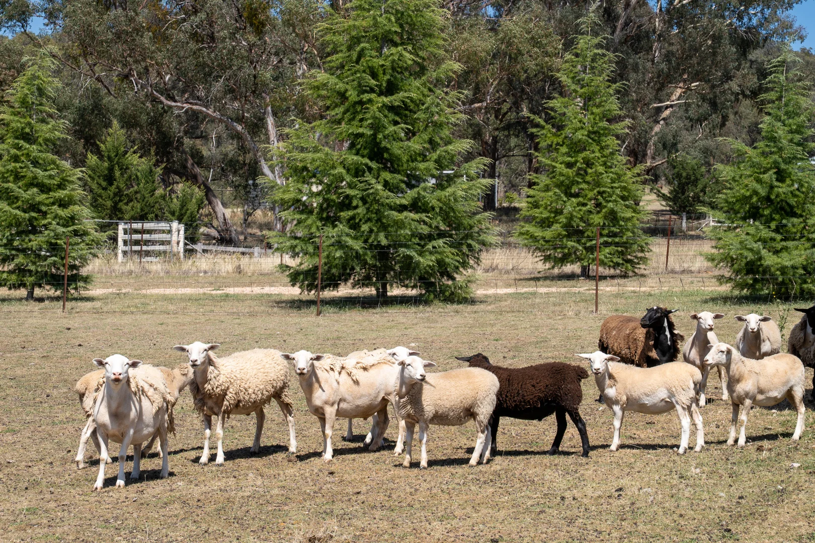Additional image 19 of 1237 Peabody Road, Molong NSW 2866