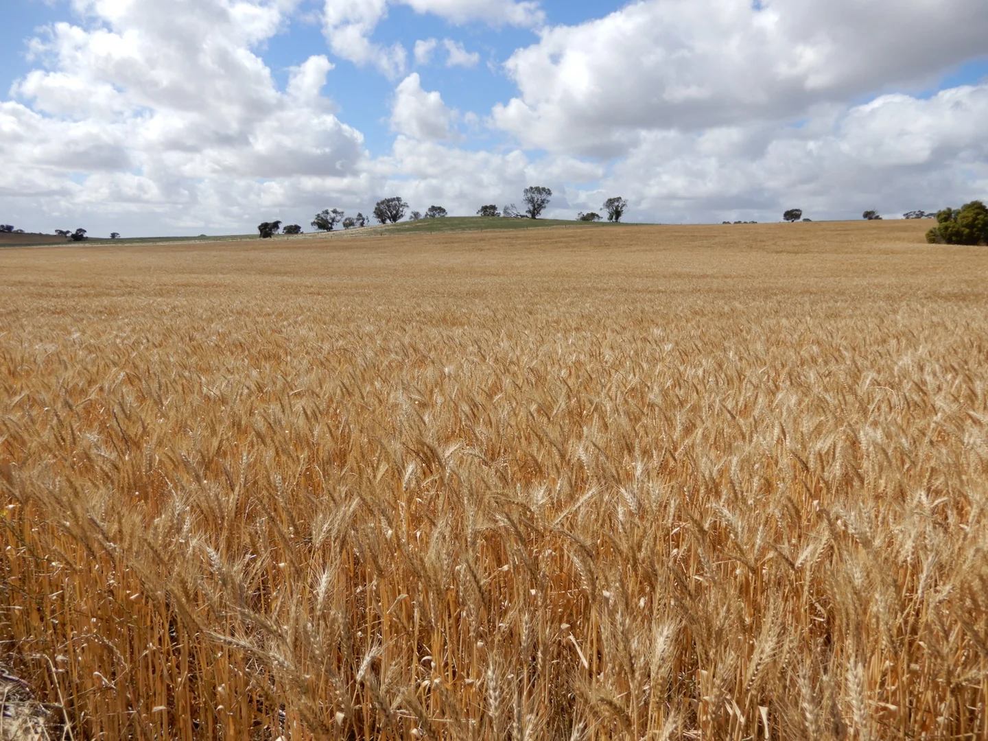 Additional image 5 of 33 Lutze Road, Coonalpyn SA 5265