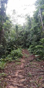 Additional image 15 of Lot 213 Kelly Road, Ellinjaa QLD 4886