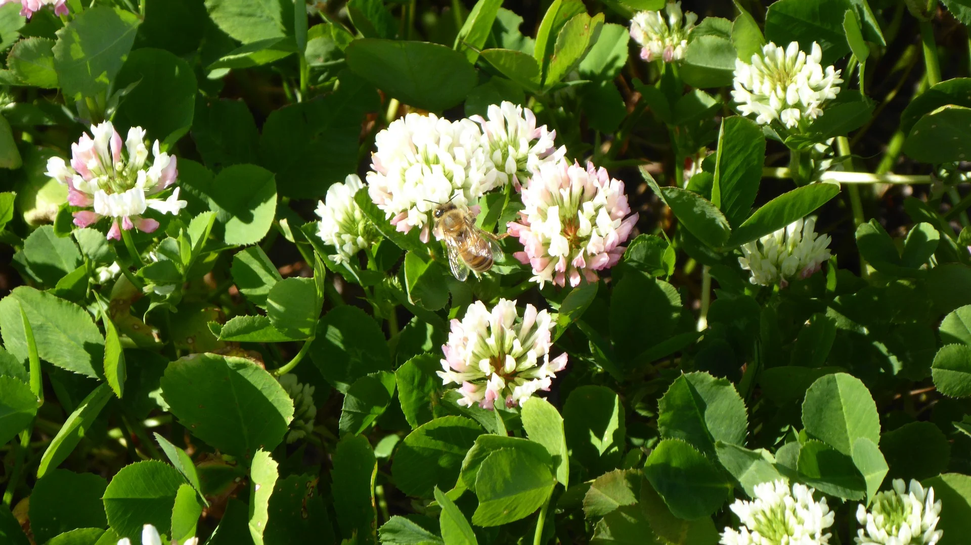 139 Packer Road, Bordertown South SA 5268