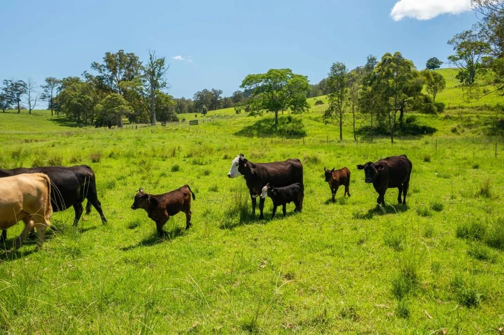 Additional image 24 of 310 Yessabah Road, Yessabah NSW 2440