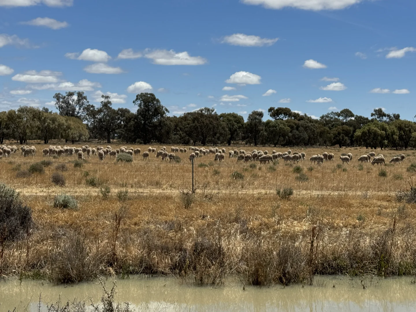 Additional image 50 of 300 Devon Road, Deniliquin NSW 2710