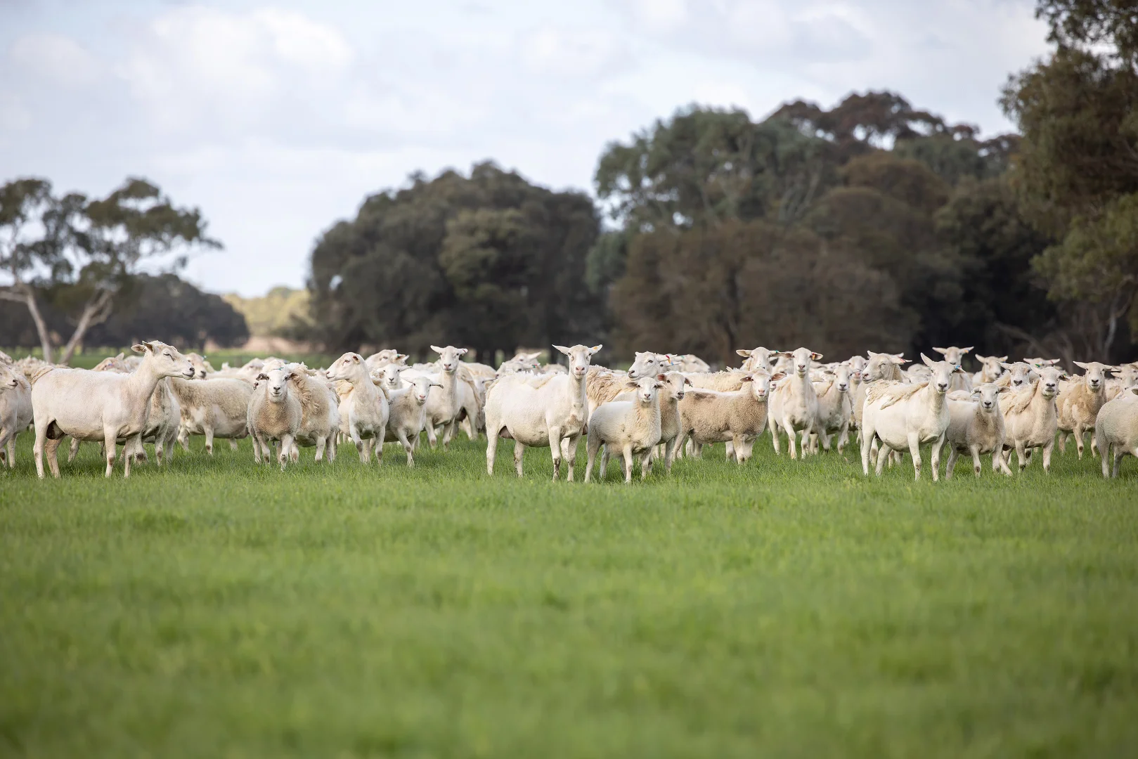 Additional image 4 of 546 Bool Lagoon West Road, Penola SA 5277