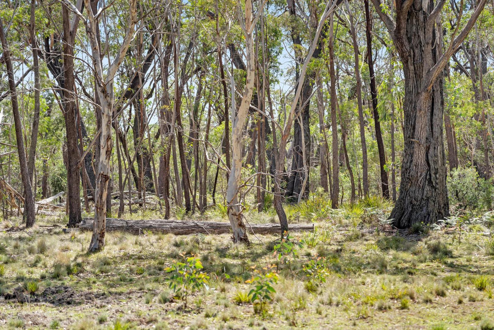 Additional image 20 of 275 Mares Forest Road, Wombeyan Caves NSW 2580