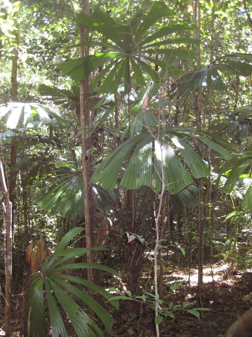 Additional image 8 of 0 Tully-Mission Beach Road, Wongaling Beach QLD 4852