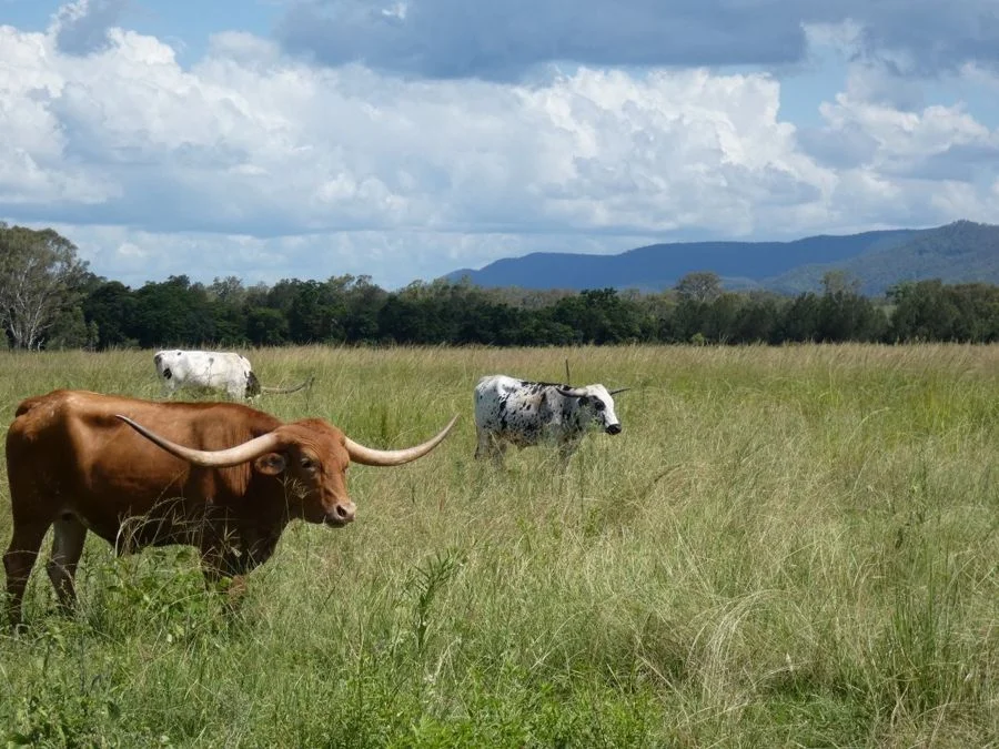 Additional image 5 of 1097 Blackman Gap Road, Colosseum QLD 4677