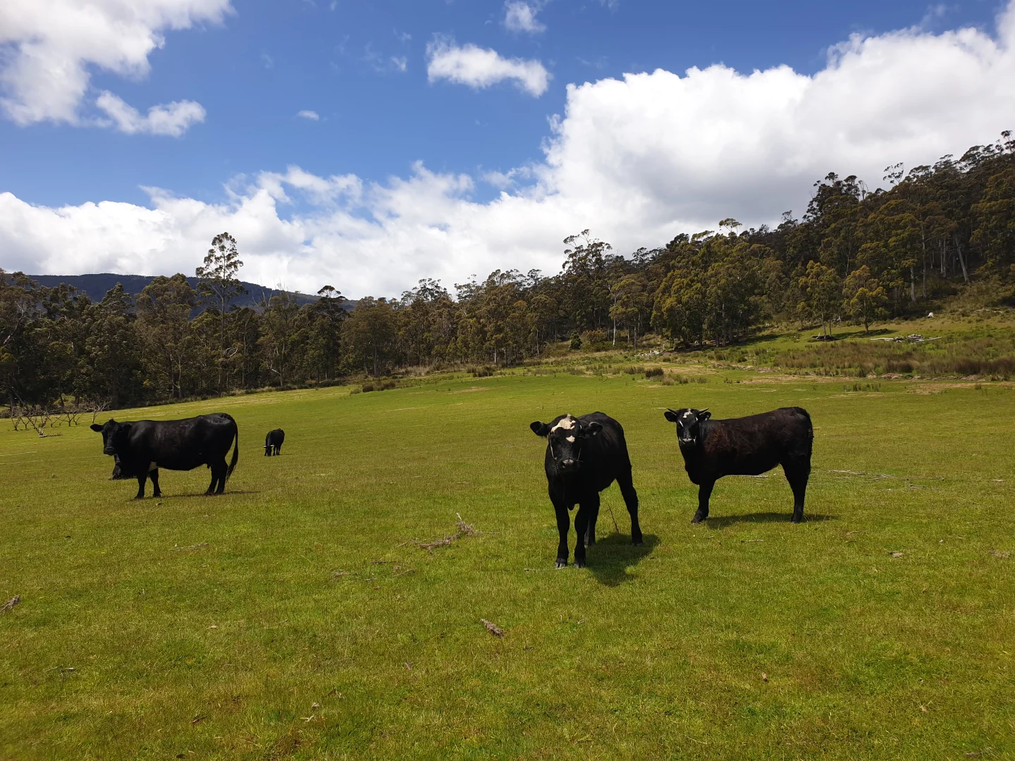 Additional image 5 of 10 Cross Road, Nicholls Rivulet TAS 7112