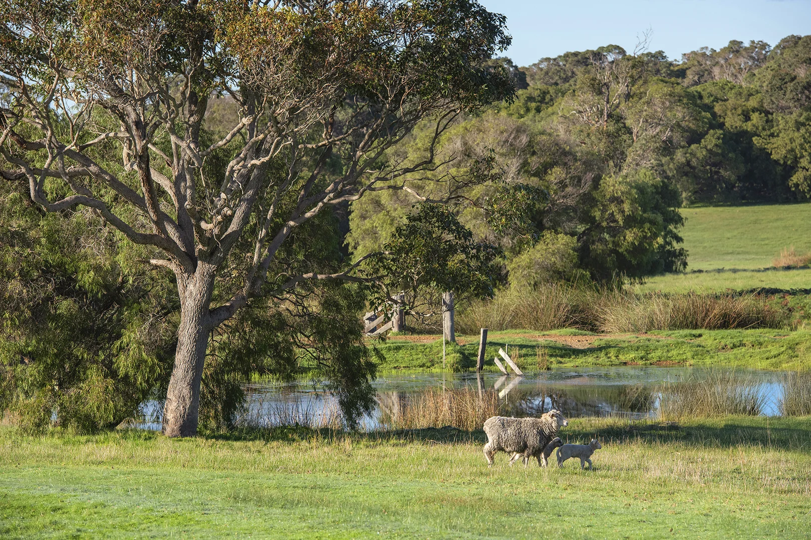 Additional image 3 of Lot 42 Blackwood Grove, Kudardup WA 6290