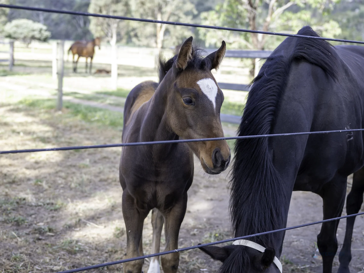Additional image 30 of 778 Sheans Creek Road, Euroa VIC 3666
