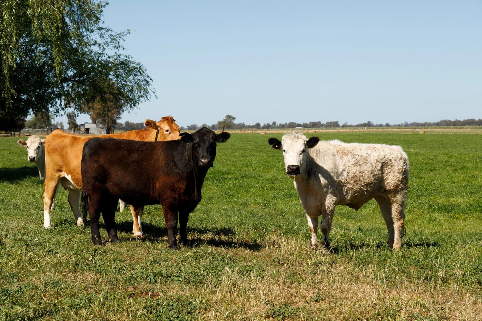 Additional image 21 of 4760 Midland Highway, Tatura VIC 3616