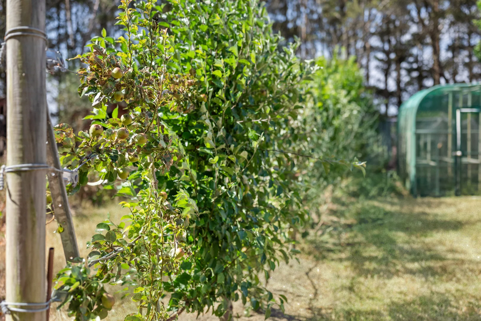 Additional image 26 of 12 Cooma Road, Braidwood NSW 2622