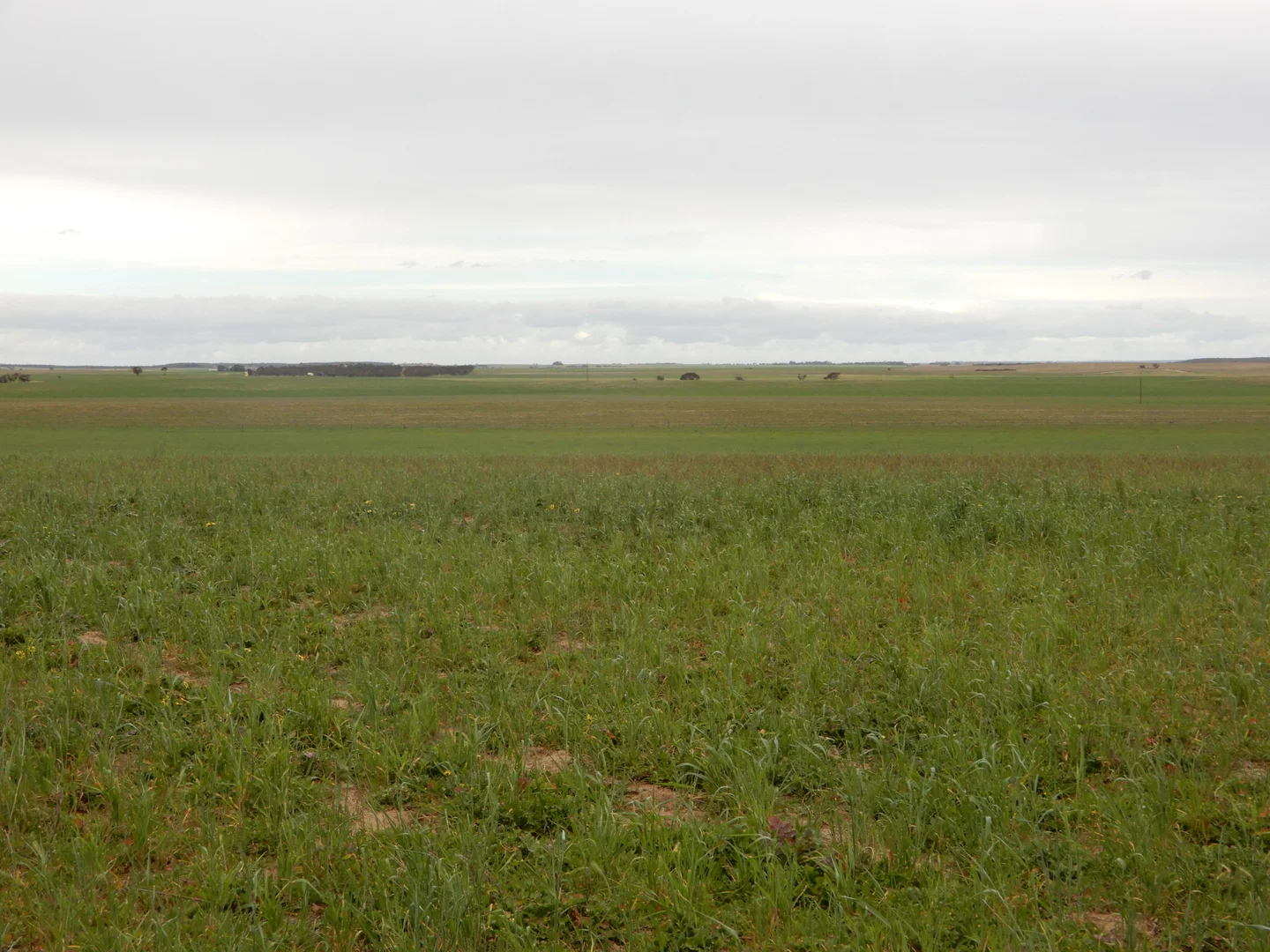 Additional image 15 of 1481 Parrakie North Road, Lameroo SA 5302