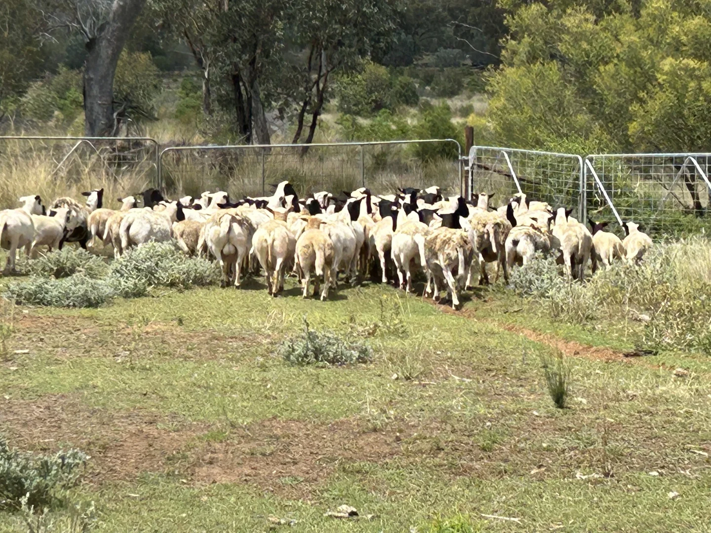 Additional image 12 of 2381. Killarney Gap Road, Narrabri NSW 2390