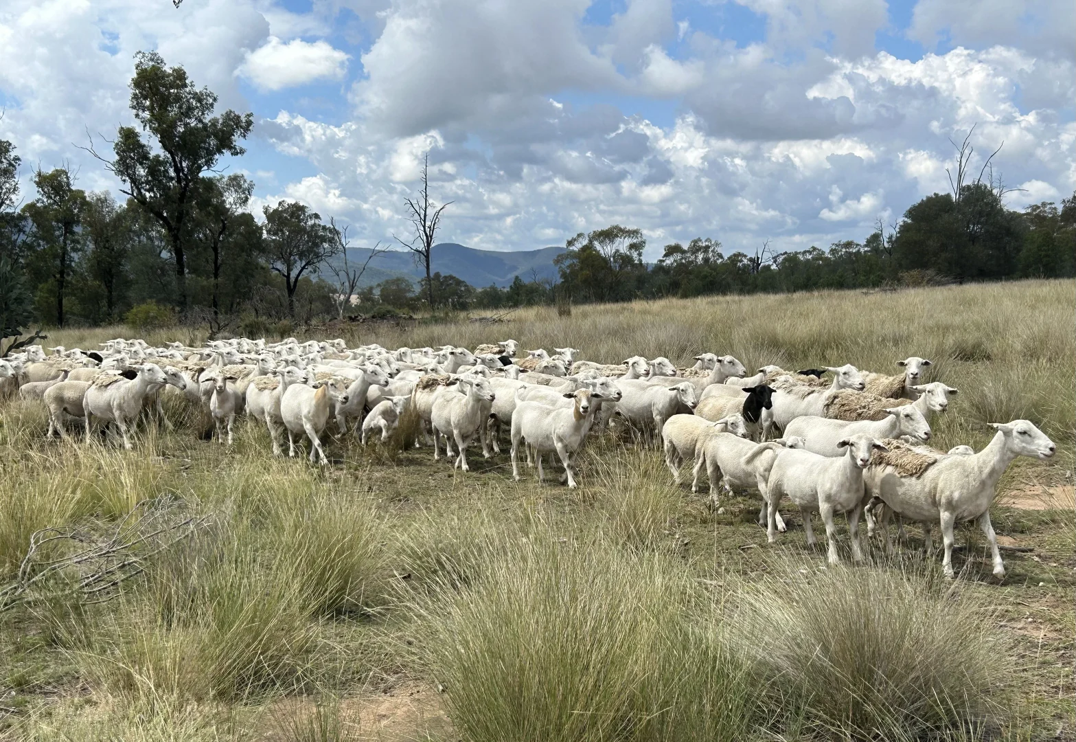 Additional image 10 of 2381. Killarney Gap Road, Narrabri NSW 2390