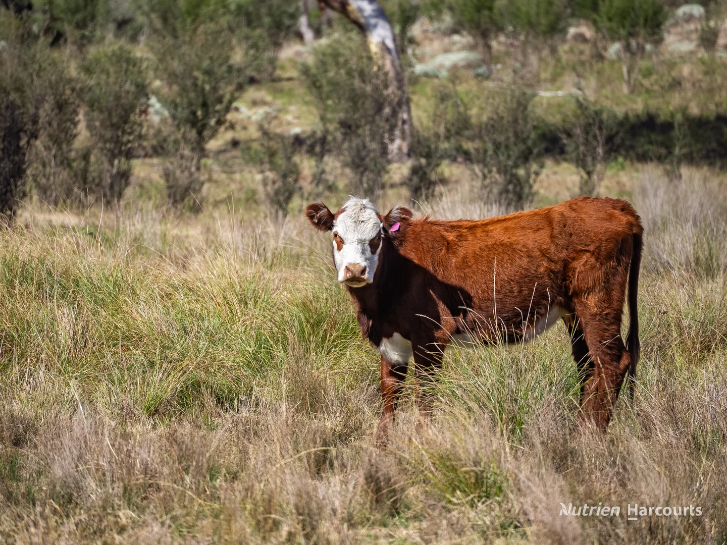 Additional image 28 of 206 - 208 Rocky Glen Road, Kingstown NSW 2358