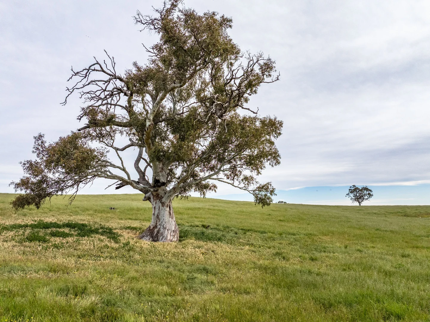 Additional image 18 of 312 Collins Road, Tungkillo SA 5236