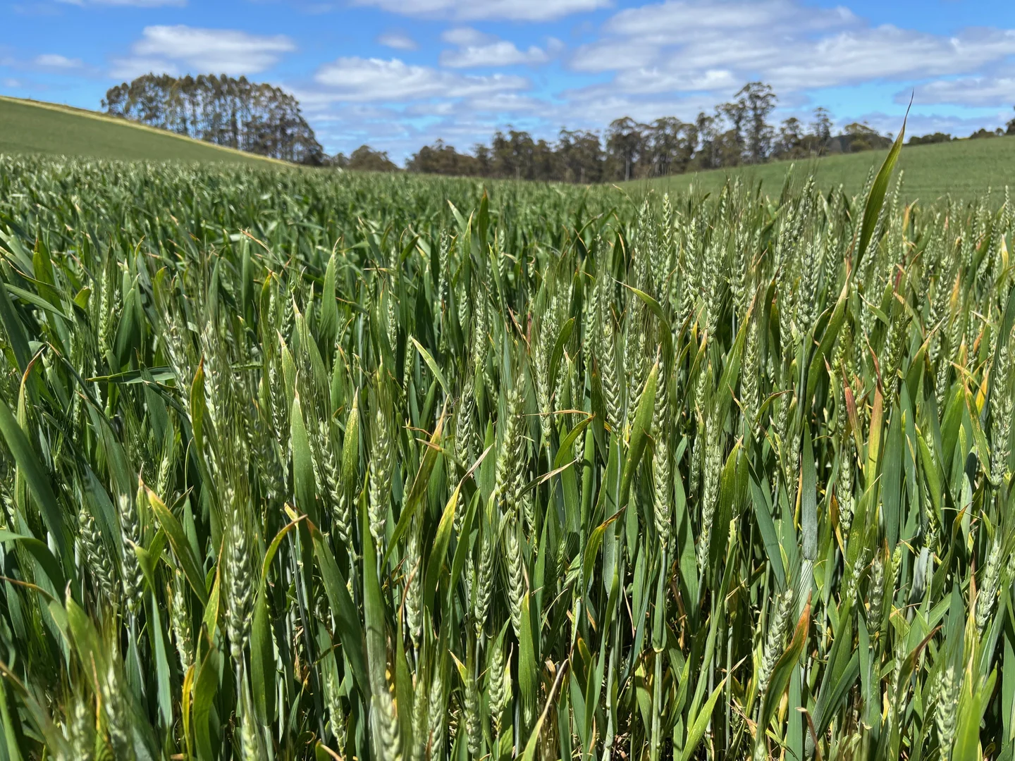 Additional image 4 of 86 Rothwells Road, Sisters Creek TAS 7325